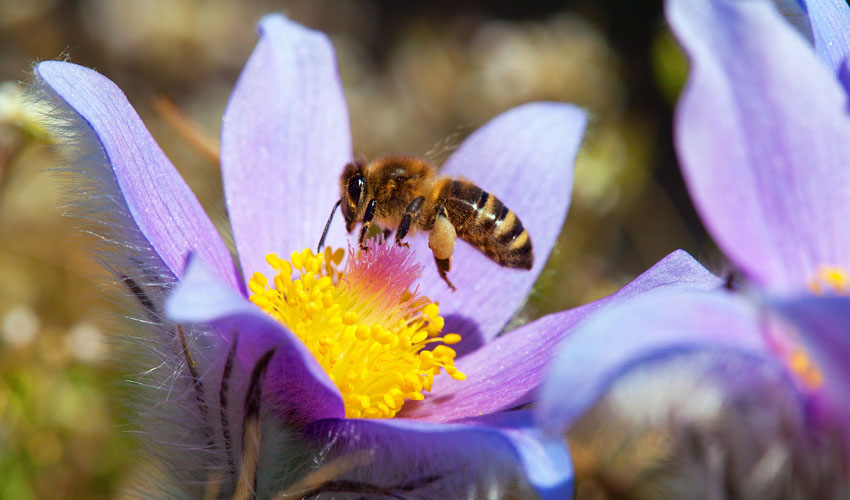 honey-bee